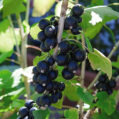 Blackcurrant Fruit Hardy Shrub Garden Plant Sweet Fruit 'Big Ben' 3X Bare Root by Thompson and Morgan (3)
