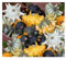 Stk - 25x Zierkürbis Shenot Crown of Thorns Gemüse Pflanzen - Samen K510 - Seeds & Plants Shop by Ipsa