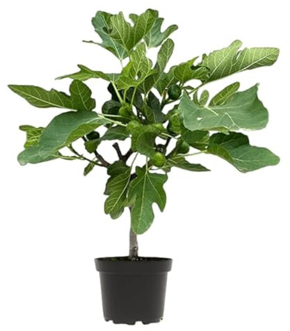 Árbol de Higuera |DECOALIVE | Planta Natural | Árbol Frutal Mediterráneo