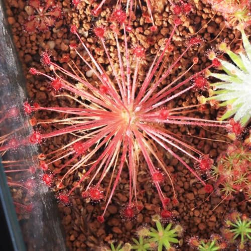 200 pcs Sonnentau samen - flaschengarten zimmerpflanzen winterharte pflanzen für garten geschenke für gartenliebhaber fensterbank deko gartenpflanzen Fleischfressende Pflanze topfpflanzen