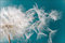 Muralo Fototapete Blumen 240 x 360 cm Vlies Tapete Wandtapeten 3D Effekt Pusteblume Wohnzimmer Schlafzimmer Moderne Wandbilder XXL Pflanzen Natur Wand Dekoration