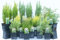 6 Mixed Dwarf Conifers in 9CM Pots Evergreen Borders