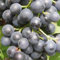 Muscat Bleu Weinstock 2L Pflanze für Anfänger und professionelle Gärtner - Ideal für Kleingarten, Garten - Schöne Pflanze mit ungewöhnlichen Blüten - Genießen Sie jeden Tag ihre Farben