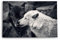 Paul Sinus Wandbild 120x80cm Zwei Wölfe Schwarz Weiß Pärchen Tierfotografie