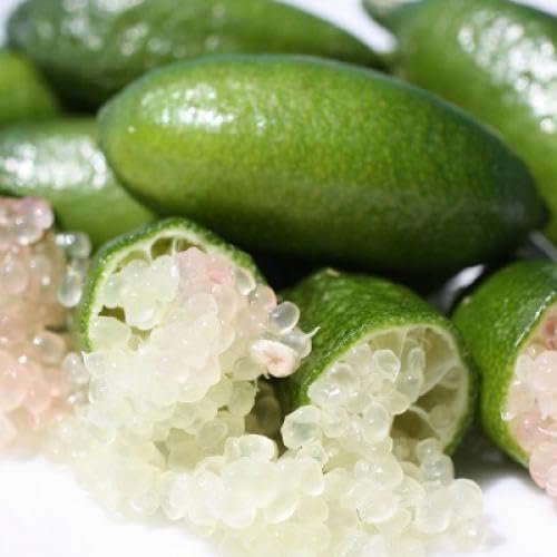 Pianta di Limone Caviale in vaso24 cm. Finger Lime Pianta da 3 anni, piante già fruttificante. Colori Mix (Bianco)