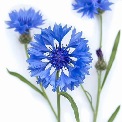 100 Semi di Fiordaliso - SemiSelvaggio Permacultura