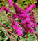 PAPILLON BUSH DWARF Miss Ruby 116 SEEDS, BUDDLEIA davidii, NICELY parfumé