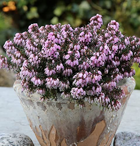 10x Winterheide Rosa Diamant - Erica carnea - lebende Gartenpflanze aus den Baumschulen
