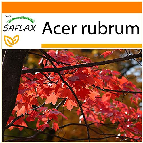 SAFLAX - Garden in the Bag - Acero rosso - 20 semi - Acer rubrum