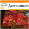 SAFLAX - Garden in the Bag - Acero rosso - 20 semi - Acer rubrum
