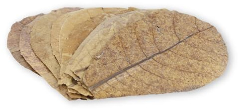 ProFlora® Seemandelbaumblätter Aquarium - Organische Catappa-Leaves als natürliche Wasseraufbereiter und wertvolle Nahrungsergänzung (S, 30 Stück)