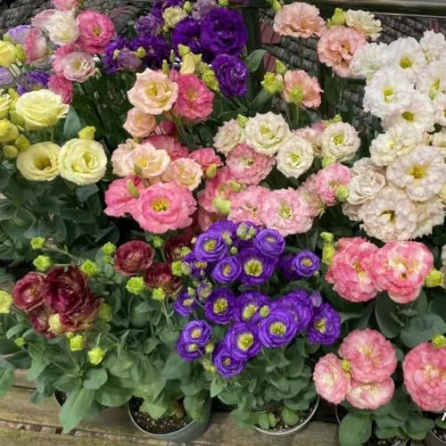 1000 semi di campanula di diversi colori, adatti per la semina in inverno,