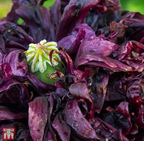 Opium Poppy 'Black Peony' Papaver paeoniflorum somniferum Paeoniiflorum Group Black Blooms Hardy Annual Easy to Grow Your Own Outdoor Garden Flower Plants (Approx. 500 Seeds) by Thompson and Morgan