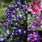Seeds 50pcs / Pack 24 Mixed Colors Clematis Rampicant Plants Semi Flower Garden Decor