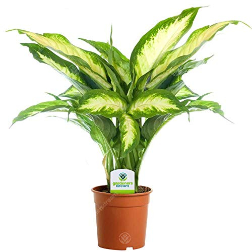 Dieffenbachia Camilla - 1 Pianta - Albero Pianta Viva per Interni da Casa/Ufficio