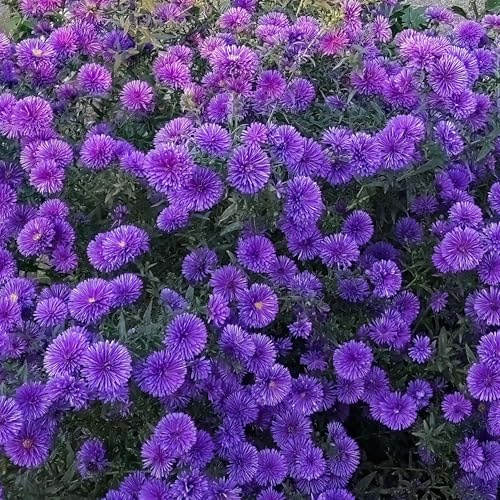 Aster Grape Crush - Hardy Perennial Plant for Borders - Vibrant Purple Blooms for Late Summer - Ideal for Gardens and Containers - Outdoor Plant in Pot (3 Litre Pot, 20-30cm)