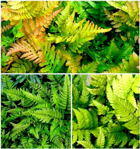 GrowOn Shrubs [x3] Dwarf Evergreen Fern Collection | Variety-Pack | Evergreen Plants | Outdoor Garden Ready Plants