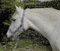 Rhinegold Carnival Headcollar & Rope Karnevals-Halfter und Seil, blau kariert, Volle Größe