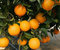 Semillas de Naranja Dulce para plantar | Mini árbol de jardín bonsái naranja | 100 piezas
