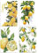 LOITTAINUE Lot de 4 peintures par numéros pour adultes - Citron avec pinceau et pigment acrylique - Pour enfants et débutants - 20 x 30 cm