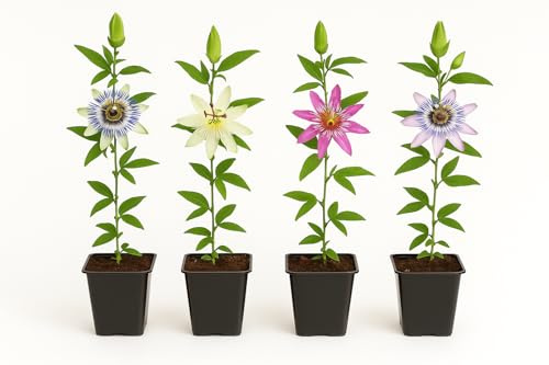 Exotenherz Kletterpflanzen - Passionsblume Passiflora Rainbow - 4er Set - 11cm Topf