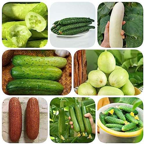 50 pcs gurken samen alte sorten, sämereien gemüse, saatgut gurkensamen, Cucumis sativus, bio gemüsesamen, bonsai samen ostergeschenk frauen, balkon pflanze samen gemüse, hochbeet balkongemüse,