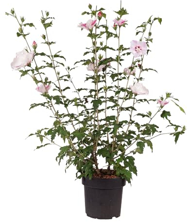 Hibiskus 'Fiji', Zierstrauch, Blütenstrauch, pflegeleicht, Roseneibisch, Gartenpflanze, pflegeleicht, weiß-lila Blüten, Balkonpflanze, winterhart