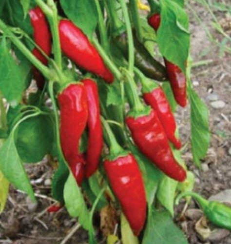 50 semillas, Guajillo pimienta, Capsicum annuum Mirasol chile Mild Sweet Chilli