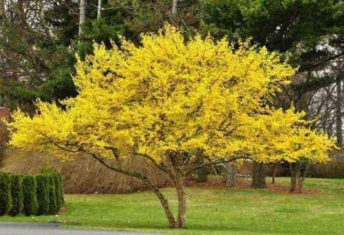 Corniolo Cornus mas pianta in vaso ø11 Vivaio di Castelletto