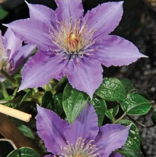 Clematis Kinder von Warschau großblütig 1L Pflanze für Anfänger und professionelle Gärtner - Ideal für Kleingarten, Garten - Schöne Pflanze mit ungewöhnlichen Blüten