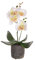 CB 32cm Artificial Potted Cream Orchid - Decorative Flower Gifts