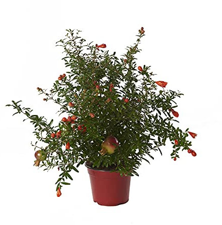 Mini Granado Punica Granatum Nana Árbol de Exterior e Interior Granado Enano