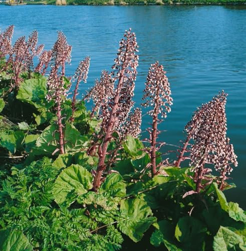 Petasites hybridus 11x11 cm Topf – Winterhart, Mehrjährig, Pflegeleicht – Gewöhnliche Pestwurz – Bodendecker für feuchte Standorte & Teichrand