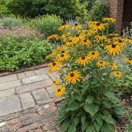 Bloomique - 6er - Set - Rudbeckia fulgida ‘Goldsturm’ - Sonnenhut - Reichblühend - Winterhart - Mehrjährig - Höhe 10-20 cm - 9 - cm - Topf