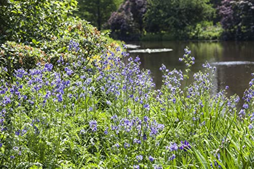 Jakobsleiter im Topf Polemonium caeruleum winterhart duftend mehrjährig | Aufrecht, buschig, 60-90 cm, blau blühend Mai bis Juli, duftend, halbschattig bis sonnig, Bauerngarten, Teich- und Bachrand