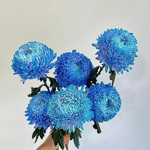 30 Pcs Chrysanthemen Winterhart Samen, Kübelpflanze Winterhart,Blumendeko (Chrysanthemum) Zimmerpflanzen Samen,Hochbeet Samen Pflanzen Für Draußen Winterhart Winterharte Pflanzen Für