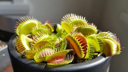Dionaea muscipula: Entdecken Sie die faszinierende Welt der fleischfressenden Pflanzen für Ihr Zuhause, eine grüne Oase der Wunderung