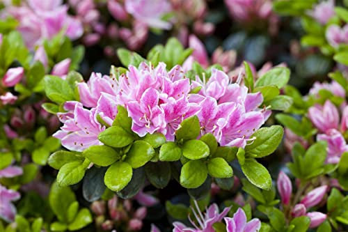 Rhododendron obt. 'Rokoko' 30-40 cm - Rhododendron, rosa Blüten, Blütezeit Mai-Juni, ideal für halbschattige Standorte, immergrün, winterhart
