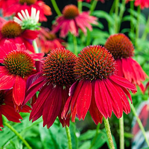 Sonnenhut Samen 50 Rot Blumensamen Ostergeschenke Gartenpflanzen Bodendecker Winterhart MehrjäHrig FrüHlingsblumen Zimmerpflanzen Samen Blumenbeet Balkonpflanzen