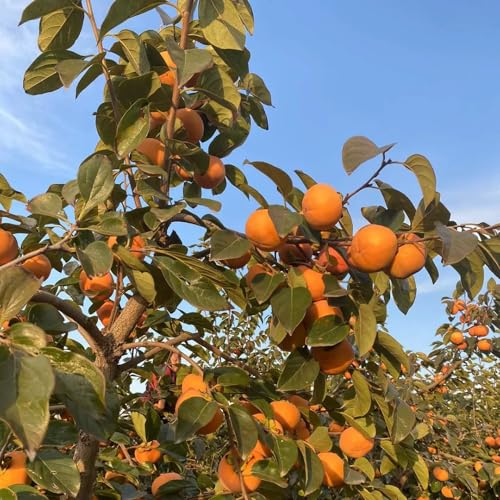 50 pcs kaki baum pflanze winterhart samen balkonpflanzen winterhart kaki baum samen garten deko obstbäume kaufen winterharte pflanzen kakibaum winterhart obstsamen gartendeko für draußen