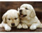Xinyuer 5D Diamond Painting KitSüßer Labrador Diamant Painting Bilder DIY Diamond Art Kristall Strass Kreuzstich Stickerei Nach Zahlen für Erwachsene Kinder Geschenke Wand Deko 30x40cm