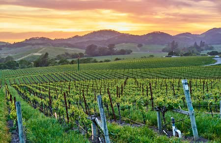 adrium Poster-Bild 50 x 40 cm: Vineyards Landschaft bei Sonnenuntergang in Kalifornien, USA(109249218)