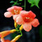 Benoon Campsis Grandiflora Samen, 100 Stück/Beutel Campsis Grandiflora Samen Frisch Leicht Zu Pflanzen Mischfarbe Garten Bunte Kletterpflanzen Samen Für Zu Hause Campsis Grandiflora Samen
