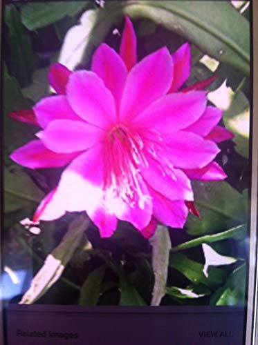 Portal Cool Epiphyllum Tpel. 2 Stecklinge. Cacti/Sukkulente. 15-20cm Long. Erstaunlicher Rosa Fl