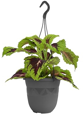 Plastard Blumentopf Hängeampel 24 cm Durchmesser Farbe Anthrazit, Kunststoff Hängetopf ohne Löcher für Innen und Außen, Deko Übertopf zum hängen, witterungsbeständiger Pflanzkübel