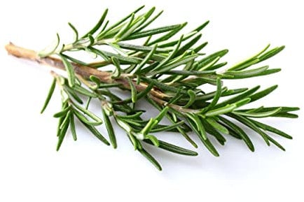 Semillas de Romero para Huerto Urbano de Plantas Comestibles Condimento Indispensable