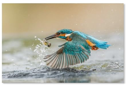 Papier puzzle 1000 Stück，Eisvogel angelt an der Oberfläche，Puzzles Lernspielzeug Für Erwachsene Geburtstagsgeschenk（50x70cm）-H5