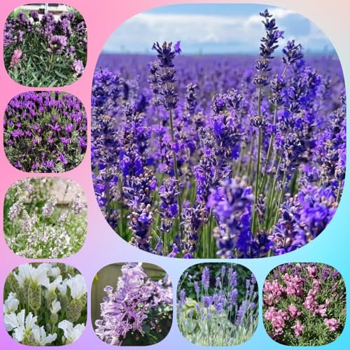Comprar semillas de lavanda, semillas de flores plantas de exterior resistentes variedades antiguas de semillas plantas raras plantas resistentes para el jardín semillas de hierbas 800pcs