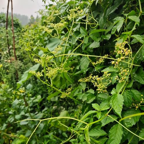 jiaogulan küchenkräuter, bio alte sorten jiaogulansamen kräutergarten balkon, hochbeet heilkräuter 25pcs
