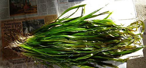 PondPlantsUK Vallisneria Americana VAR Rubra - submerged - Aquarium 15 Strands